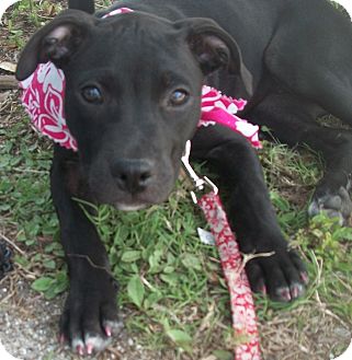 American Pit Bull Terrier/Hound (Unknown Type) Mix Puppy for Sale in Bradenton, Florida - Dorothy American Pit Bull Terrier/Hound (Unknown Type) Mix Puppy for Sale in Bradenton, Florida - Dorothy