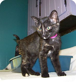 Domestic Shorthair Kitten for Sale in Dover, Ohio - Turvy Domestic Shorthair Kitten for Sale in Dover, Ohio - Turvy