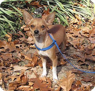 Chihuahua Dog for Sale in Oakland, Arkansas - Taco Chihuahua Dog for Sale in Oakland, Arkansas - Taco