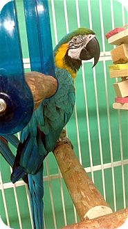 Macaw for Sale in Lexington, Georgia - Hadji Macaw for Sale in Lexington, Georgia - Hadji