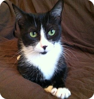 Domestic Shorthair Cat for Sale in Troy, Michigan - Bella Domestic Shorthair Cat for Sale in Troy, Michigan - Bella