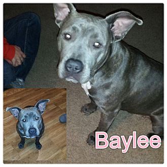 Pit Bull Terrier Mix Puppy for Sale in Westland, Michigan - Baylee Pit Bull Terrier Mix Puppy for Sale in Westland, Michigan - Baylee