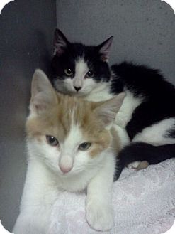 Domestic Shorthair Kitten for Sale in Southington, Connecticut - Darla Domestic Shorthair Kitten for Sale in Southington, Connecticut - Darla