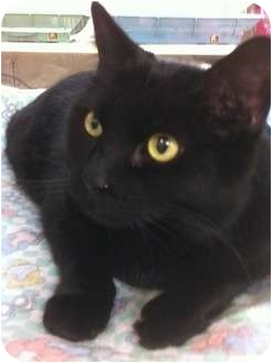 Domestic Shorthair Cat for Sale in Modesto, California - Gucci Domestic Shorthair Cat for Sale in Modesto, California - Gucci
