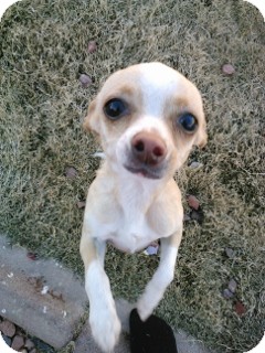 Chihuahua Puppy for Sale in Phoenix, Arizona - Princess - Only $75 adoption! Chihuahua Puppy for Sale in Phoenix, Arizona - Princess - Only $75 adoption!