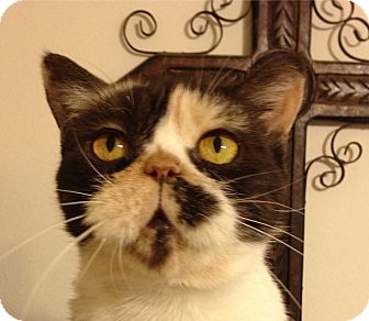 Exotic Cat for Sale in Beverly Hills, California - Cricket Exotic Cat for Sale in Beverly Hills, California - Cricket