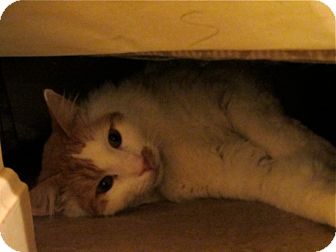 Domestic Mediumhair Cat for Sale in Columbia, Maryland - Jeremy Domestic Mediumhair Cat for Sale in Columbia, Maryland - Jeremy