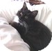Domestic Mediumhair Kitten for Sale in Vancouver, British Columbia - Sookie Domestic Mediumhair Kitten for Sale in Vancouver, British Columbia - Sookie