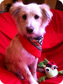 Golden Retriever Mix Puppy for Sale in Irvine, California - CHESTER Golden Retriever Mix Puppy for Sale in Irvine, California - CHESTER