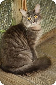 Domestic Mediumhair Cat for Sale in Dover, Ohio - Cara Domestic Mediumhair Cat for Sale in Dover, Ohio - Cara