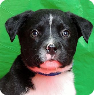 German Shepherd Dog/Border Collie Mix Puppy for Sale in Thousand Oaks, California - Jolly German Shepherd Dog/Border Collie Mix Puppy for Sale in Thousand Oaks, California - Jolly