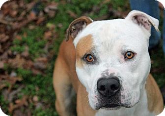 American Bulldog Mix Dog for Sale in Tinton Falls, New Jersey - Rocky Boy American Bulldog Mix Dog for Sale in Tinton Falls, New Jersey - Rocky Boy