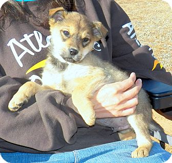 Shepherd (Unknown Type) Mix Puppy for Sale in Sussex, New Jersey - Bojangles Shepherd (Unknown Type) Mix Puppy for Sale in Sussex, New Jersey - Bojangles