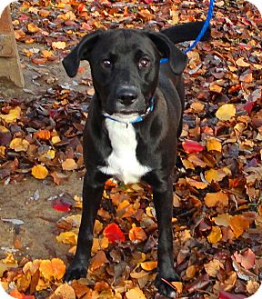 Labrador Retriever Mix Dog for Sale in Groton, Massachusetts - Fore Labrador Retriever Mix Dog for Sale in Groton, Massachusetts - Fore