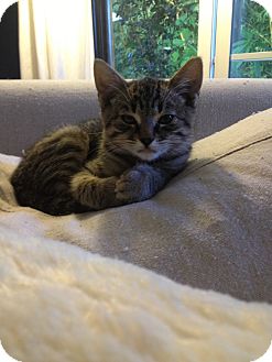 Polydactyl/Hemingway Kitten for Sale in Los Angeles, California - Ernest- baby Hemingway kitten Polydactyl/Hemingway Kitten for Sale in Los Angeles, California - Ernest- baby Hemingway kitten