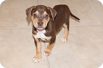 Labrador Retriever/Hound (Unknown Type) Mix Puppy for Sale in Marietta, Georgia - Cocoa Labrador Retriever/Hound (Unknown Type) Mix Puppy for Sale in Marietta, Georgia - Cocoa