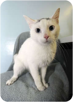 Domestic Shorthair Cat for Sale in New York, New York - Star Domestic Shorthair Cat for Sale in New York, New York - Star