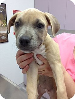 American Pit Bull Terrier Mix Puppy for Sale in San Diego, California - Blossom American Pit Bull Terrier Mix Puppy for Sale in San Diego, California - Blossom