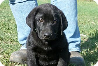 Labrador Retriever/Newfoundland Mix Puppy for Sale in Glastonbury, Connecticut - Lambchop~meet me~ Labrador Retriever/Newfoundland Mix Puppy for Sale in Glastonbury, Connecticut - Lambchop~meet me~
