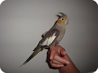 Cockatiel for Sale in St. Louis, Missouri - Neva Cockatiel for Sale in St. Louis, Missouri - Neva