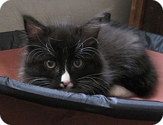 Domestic Longhair Kitten for Sale in N. Billerica, Massachusetts - Thumbelina Domestic Longhair Kitten for Sale in N. Billerica, Massachusetts - Thumbelina