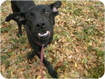 Labrador Retriever Mix Dog for Sale in Gainesville, Florida - Barnaby Labrador Retriever Mix Dog for Sale in Gainesville, Florida - Barnaby