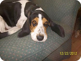 Basset Hound/Beagle Mix Dog for Sale in Stephens City, Virginia - Holly Basset Hound/Beagle Mix Dog for Sale in Stephens City, Virginia - Holly