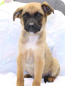 Labrador Retriever/Belgian Malinois Mix Puppy for Sale in Glastonbury, Connecticut - File~meet me!~ Labrador Retriever/Belgian Malinois Mix Puppy for Sale in Glastonbury, Connecticut - File~meet me!~
