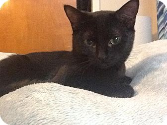 Domestic Shorthair Cat for Sale in Marietta, Georgia - Lily Domestic Shorthair Cat for Sale in Marietta, Georgia - Lily