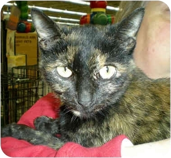 Domestic Shorthair Cat for Sale in Troy, Michigan - Tawny Domestic Shorthair Cat for Sale in Troy, Michigan - Tawny
