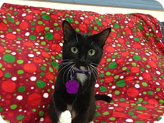 Domestic Shorthair Cat for Sale in Aiken, South Carolina - Paisley Domestic Shorthair Cat for Sale in Aiken, South Carolina - Paisley