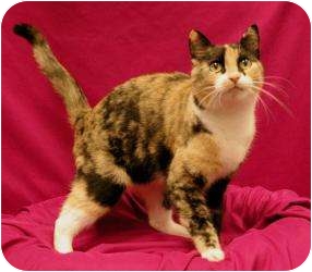 Domestic Shorthair Cat for Sale in Sacramento, California - Jessica Domestic Shorthair Cat for Sale in Sacramento, California - Jessica