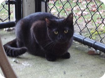 Domestic Shorthair Cat for Sale in Bainbridge Island, Washington - Shania Domestic Shorthair Cat for Sale in Bainbridge Island, Washington - Shania