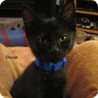 Domestic Shorthair Kitten for Sale in Portland, Oregon - Oscar Domestic Shorthair Kitten for Sale in Portland, Oregon - Oscar