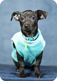 Dachshund Mix Puppy for Sale in Westminster, Colorado - Pierre Dachshund Mix Puppy for Sale in Westminster, Colorado - Pierre