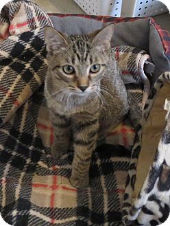 Domestic Shorthair Cat for Sale in Geneseo, Illinois - Wyatt Domestic Shorthair Cat for Sale in Geneseo, Illinois - Wyatt