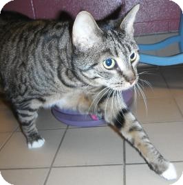 Domestic Shorthair Cat for Sale in Jackson, Michigan - Oni Domestic Shorthair Cat for Sale in Jackson, Michigan - Oni