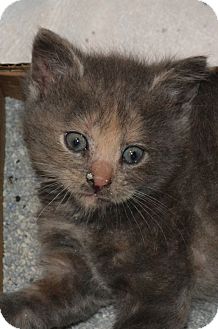 Domestic Shorthair Kitten for Sale in Oceanside, New York - Sweet Domestic Shorthair Kitten for Sale in Oceanside, New York - Sweet