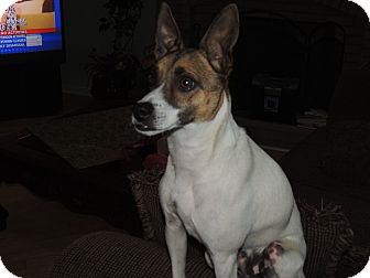 Terrier (Unknown Type, Small)/Beagle Mix Dog for Sale in Manchester, Connecticut - Dean in Ct Terrier (Unknown Type, Small)/Beagle Mix Dog for Sale in Manchester, Connecticut - Dean in Ct