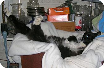 Domestic Mediumhair Cat for Sale in Sterling, Virginia - Mittens Domestic Mediumhair Cat for Sale in Sterling, Virginia - Mittens