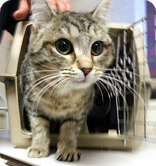 Domestic Mediumhair Kitten for Sale in Alexandria, Virginia - Skeeter Domestic Mediumhair Kitten for Sale in Alexandria, Virginia - Skeeter