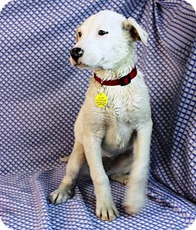 Labrador Retriever Mix Puppy for Sale in Westminster, Colorado - Bismark Sea Labrador Retriever Mix Puppy for Sale in Westminster, Colorado - Bismark Sea