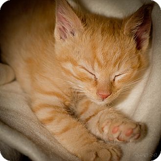 American Shorthair Kitten for Sale in Hazard, Kentucky - Scotch American Shorthair Kitten for Sale in Hazard, Kentucky - Scotch