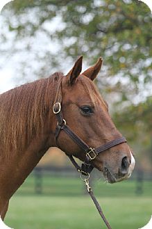 Quarterhorse Mix for Sale in Nicholasville, Kentucky - Gilbert Quarterhorse Mix for Sale in Nicholasville, Kentucky - Gilbert