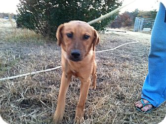 Shepherd (Unknown Type) Mix Puppy for Sale in Southern, Maine - Diesel-URGENT in MD(See Diego) Shepherd (Unknown Type) Mix Puppy for Sale in Southern, Maine - Diesel-URGENT in MD(See Diego)