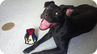 Labrador Retriever/American Pit Bull Terrier Mix Dog for Sale in Gainesville, Florida - Sheri Labrador Retriever/American Pit Bull Terrier Mix Dog for Sale in Gainesville, Florida - Sheri
