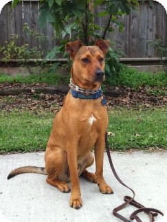Shepherd (Unknown Type) Mix Dog for Sale in Houston, Texas - Sheffield Shepherd (Unknown Type) Mix Dog for Sale in Houston, Texas - Sheffield