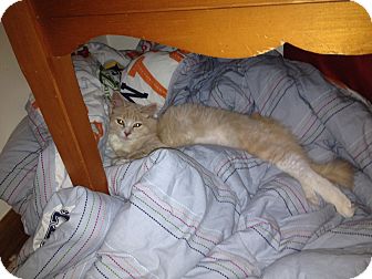 Turkish Angora Cat for Sale in Pittstown, New Jersey - Buffy Turkish Angora Cat for Sale in Pittstown, New Jersey - Buffy