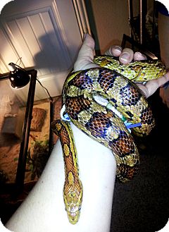 Snake for Sale in Burlseon, Texas - Cornelius Snake for Sale in Burlseon, Texas - Cornelius
