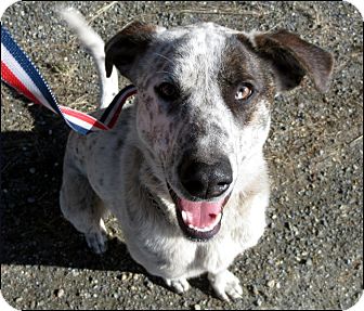 Border Collie/Labrador Retriever Mix Dog for Sale in Colville, Washington - Ray Border Collie/Labrador Retriever Mix Dog for Sale in Colville, Washington - Ray